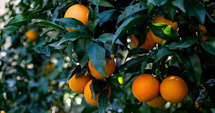 Succhi e derivati di agrumi - Red Island