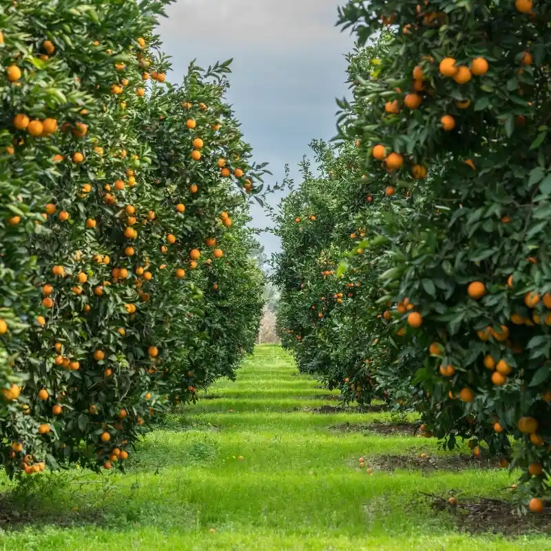 Il legame con la Sicilia | Red Island Trasformazione Agrumaria